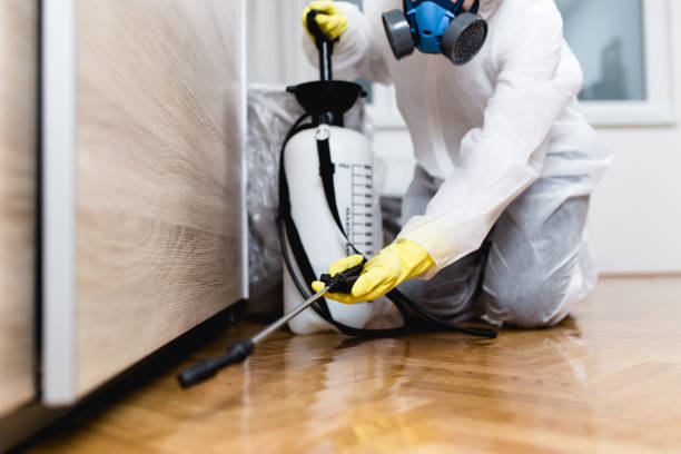 Best Ant Control Services  in Jamaica Beach, TX