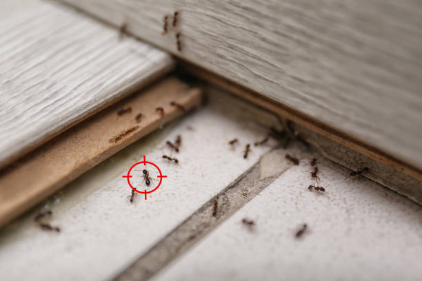 Trusted Jamaica Beach, TX Pest Control Experts