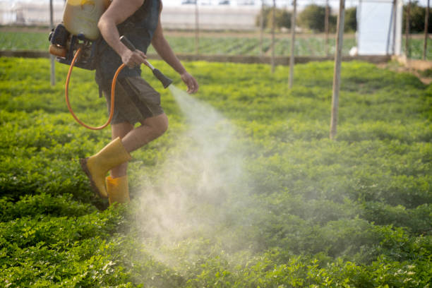 Best Residential Pest Control  in Jamaica Beach, TX