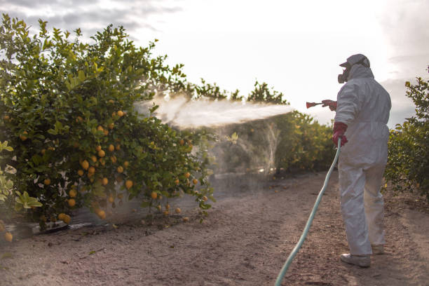 Best Emergency Pest Control  in Jamaica Beach, TX