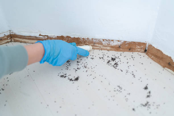 Best Insect Control  in Jamaica Beach, TX
